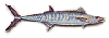 drawing of a king mackerel