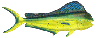drawing of a dolphin mahi fish