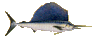 drawing of a sailfish