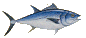 drawing of a bluefin tuna