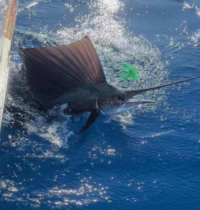 A sailfish at the boat