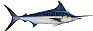 drawing of a blue marlin
