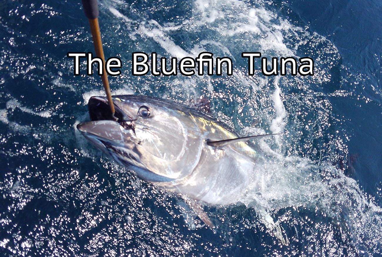 bluefin tuna gaffed