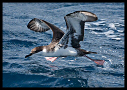 photo of Corey's Shearwater Gull