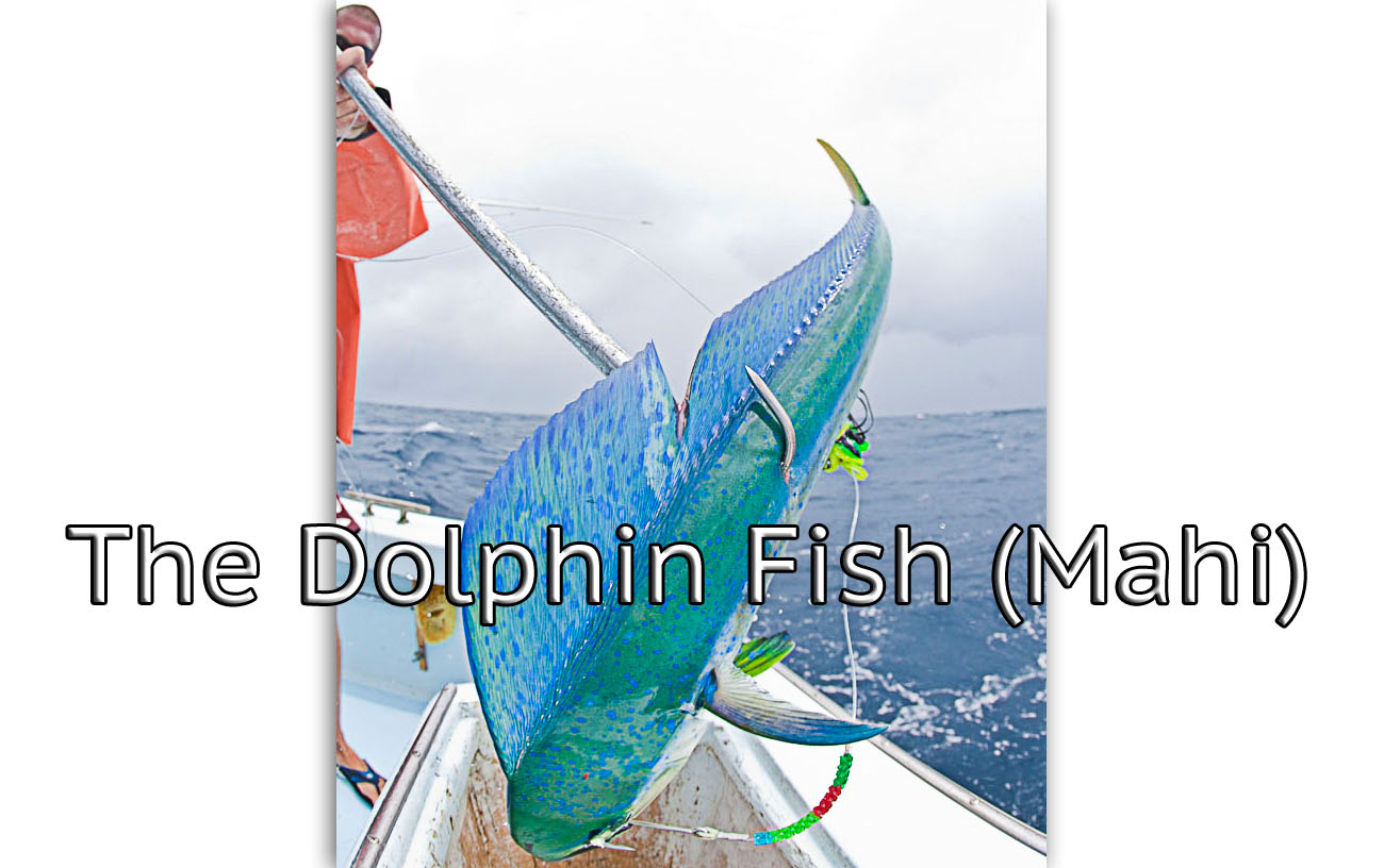 fishing charter in cockpit holding a yellowfin tuna