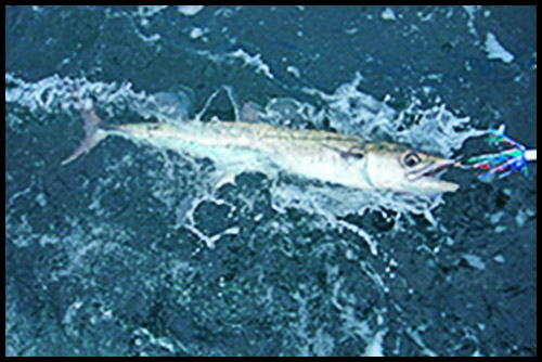 photo of king mackerel offshore of Hatteras NC