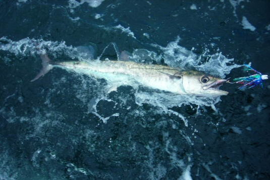 king mackerel in ocean