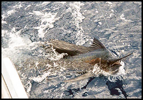 sailfish being cut loose after hookup