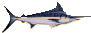 drawing of a white marlin
