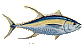drawing of a yellowfin tuna