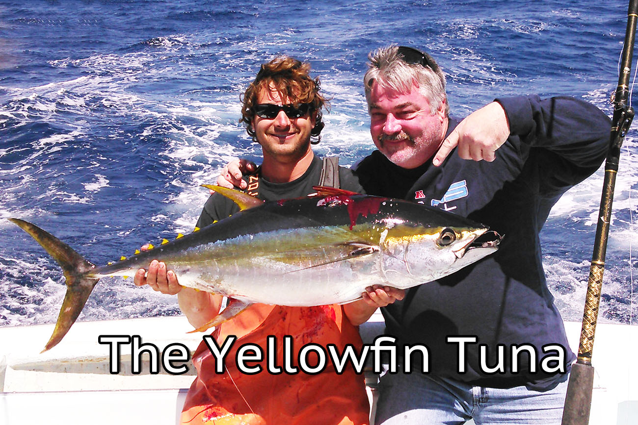 fishing charter in cockpit holding a yellowfin tuna